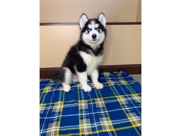 Siberian Husky-DOG-Male-Black / White-1234-Petland Florence, Kentucky