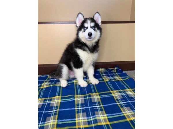 Siberian Husky DOG Male Black / White 1234 Petland Florence, Kentucky