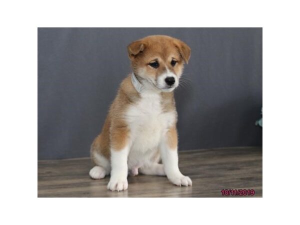 Shiba Inu DOG Male Red 1242 Petland Florence, Kentucky