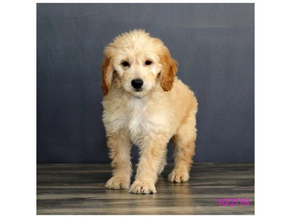 Goldendoodle Mini DOG Male Golden 1243 Petland Florence, Kentucky