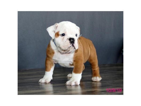 Bulldog DOG Male Brown 1244 Petland Florence, Kentucky