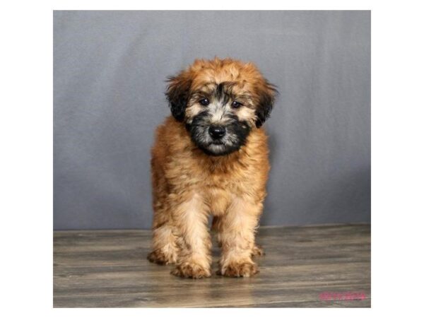 Soft Coated Wheaten Terrier DOG Female Wheaten 1245 Petland Florence, Kentucky