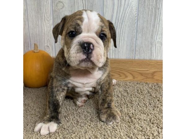 Bulldog DOG Male Brindle / White 1246 Petland Florence, Kentucky