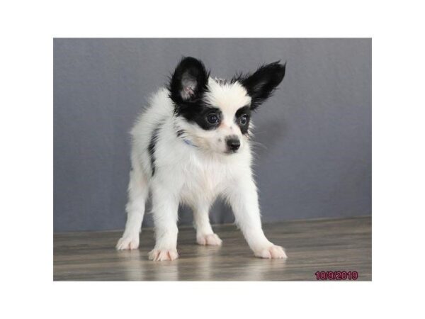 Papillon DOG Male Black / White 1247 Petland Florence, Kentucky