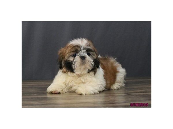 Shih Tzu-DOG-Male-Gold / White-1248-Petland Florence, Kentucky