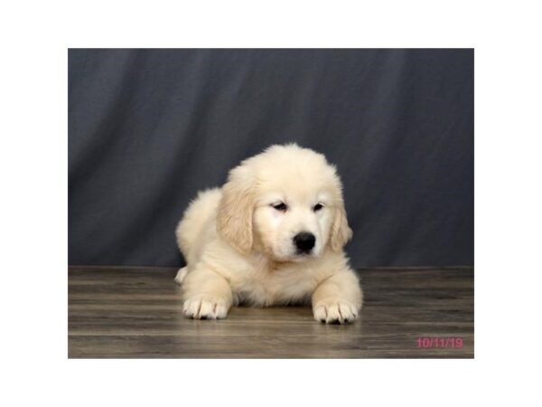 Golden Retriever DOG Male Cream 1249 Petland Florence, Kentucky