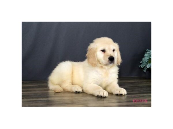 Golden Retriever-DOG-Female-Cream-1250-Petland Florence, Kentucky