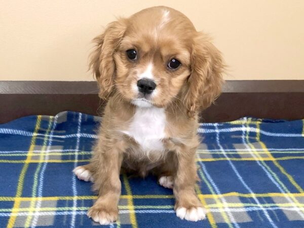 Cavalier King Charles Spaniel-DOG-Male-Ruby-1257-Petland Florence, Kentucky