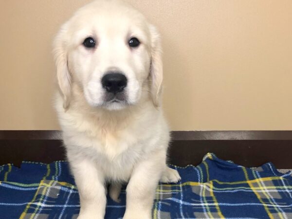 Golden Retriever DOG Male Cream 1256 Petland Florence, Kentucky