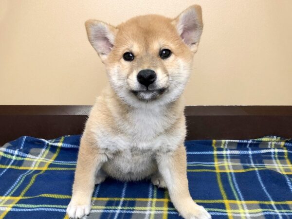 Shiba Inu-DOG-Female-Red-1255-Petland Florence, Kentucky