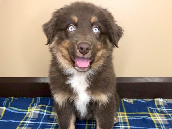 Australian Shepherd DOG Male Red 1254 Petland Florence, Kentucky