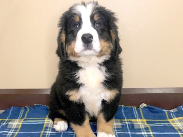 Bernese Mountain Dog-DOG-Male-Black Rust / White-1253-Petland Florence, Kentucky