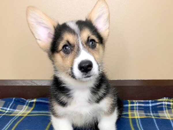 Pembroke Welsh Corgi DOG Male Black / White 1252 Petland Florence, Kentucky