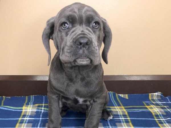 Neapolitan Mastiff DOG Female Blue 1251 Petland Florence, Kentucky