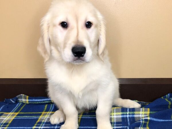 Golden Retriever DOG Male Cream 1265 Petland Florence, Kentucky