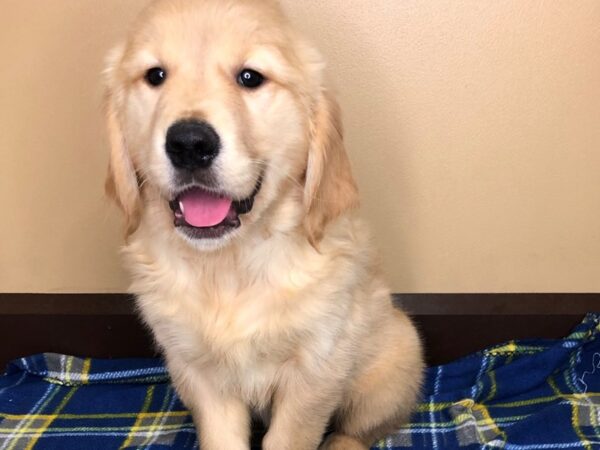 Golden Retriever DOG Female Cream 1264 Petland Florence, Kentucky