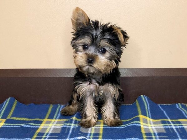 Yorkshire Terrier DOG Male Black / Brown 1263 Petland Florence, Kentucky