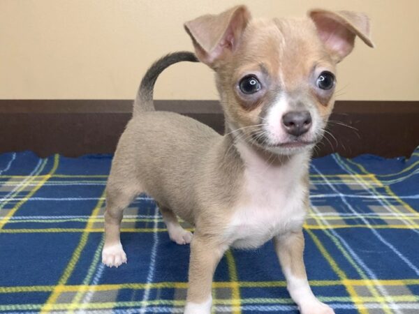 Chihuahua DOG Male Blue Fawn 1262 Petland Florence, Kentucky