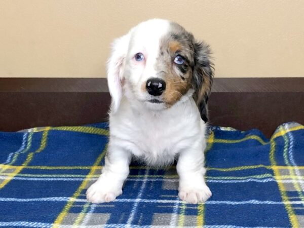 Dachshund DOG Female Gray / White 1260 Petland Florence, Kentucky