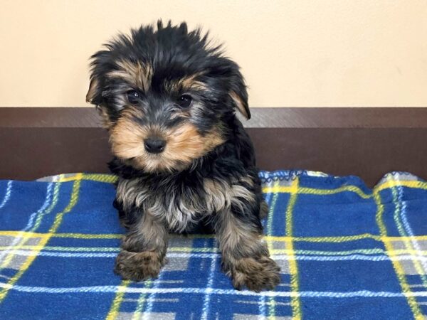 Yorkshire Terrier DOG Female Black / Tan 1259 Petland Florence, Kentucky