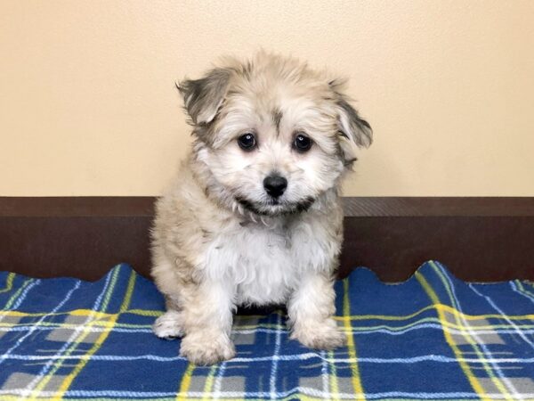 Pomeranian/Bichon-DOG-Female--1258-Petland Florence, Kentucky