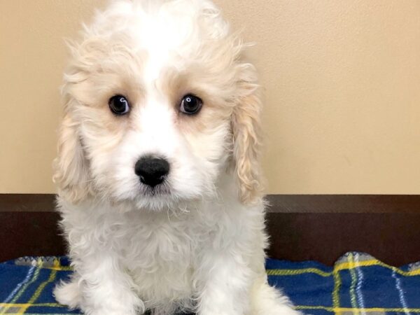 Cavachon-DOG-Male-Blenheim-1261-Petland Florence, Kentucky