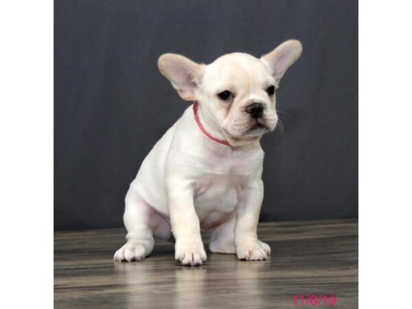 French Bulldog DOG Female Cream 1270 Petland Florence, Kentucky