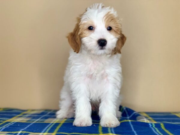 Goldendoodle Mini 2nd Gen-DOG-Male-Apricot-1268-Petland Florence, Kentucky