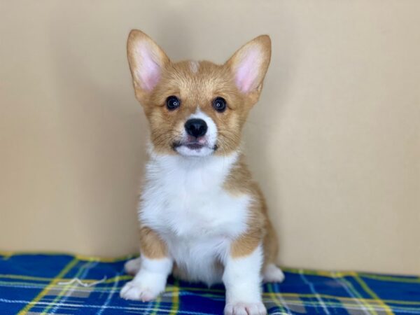 Pembroke Welsh Corgi DOG Female sbl & wh 1266 Petland Florence, Kentucky