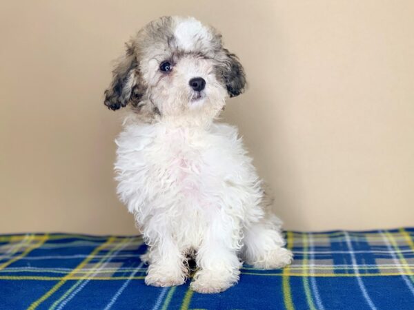 Poodle Toy DOG Female White / Sable 1273 Petland Florence, Kentucky