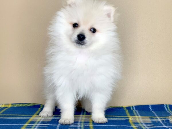 Pomeranian DOG Male Cream 1272 Petland Florence, Kentucky