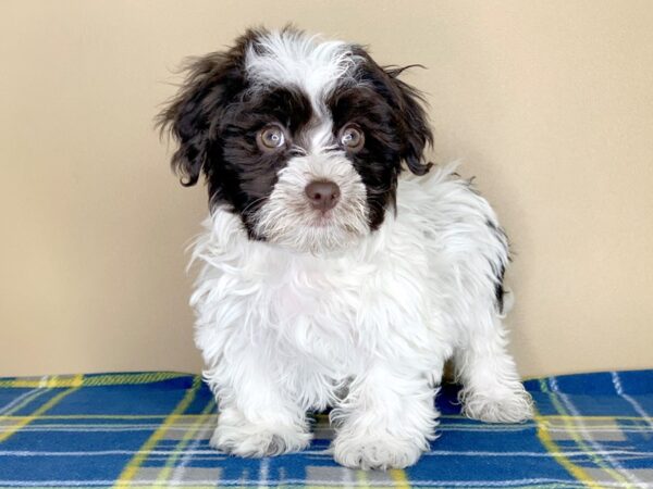 Havanese DOG Male Chocolate / White 1271 Petland Florence, Kentucky