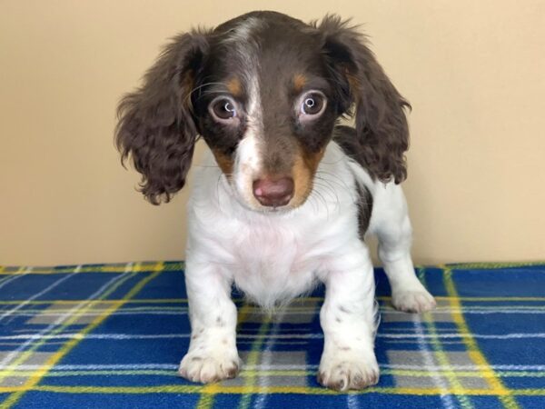 Dachshund-DOG-Female-Chocolate / White-1269-Petland Florence, Kentucky