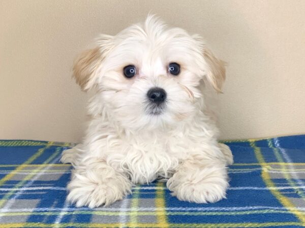 Morkie DOG Male Cream 1267 Petland Florence, Kentucky