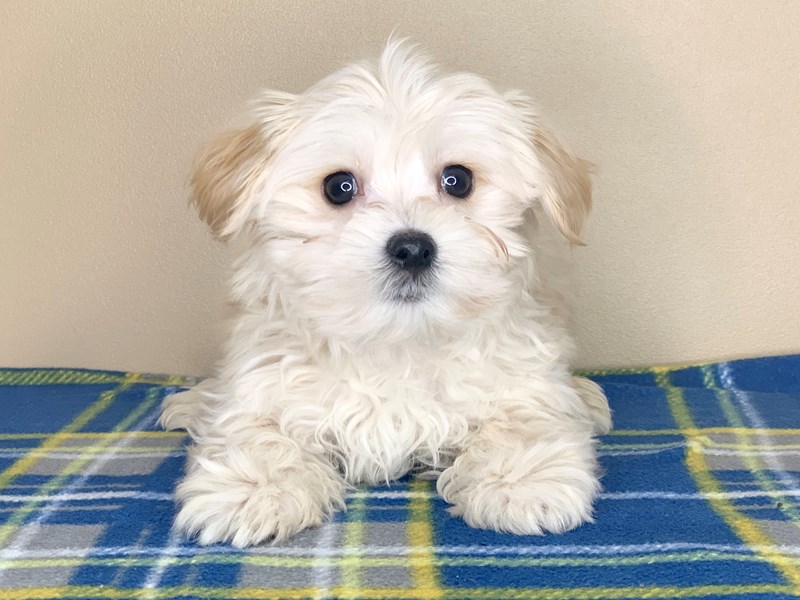 White morkie puppies cheap