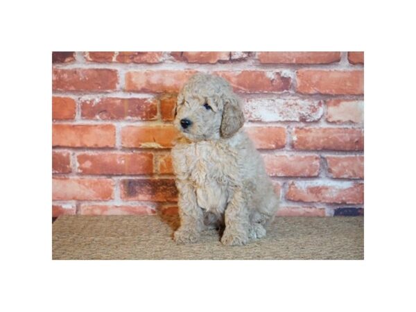 Goldendoodle 2nd Gen DOG Male Apricot 1280 Petland Florence, Kentucky