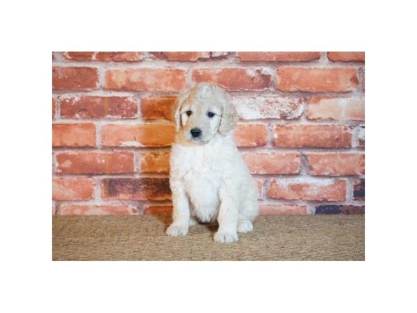 Goldendoodle 2nd Gen DOG Female Cream 1281 Petland Florence, Kentucky