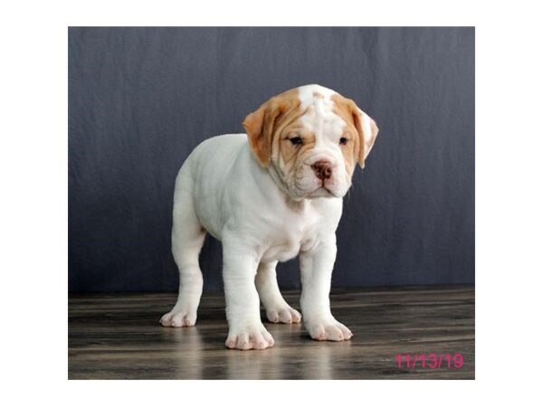 Olde English Bulldog DOG Male White 1282 Petland Florence, Kentucky