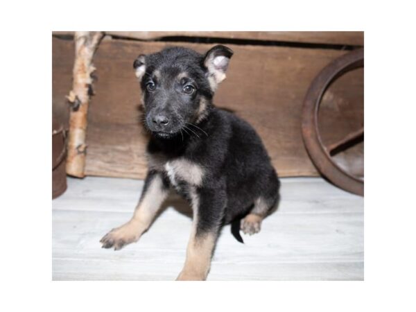 German Shepherd Dog DOG Male Black / Tan 1274 Petland Florence, Kentucky