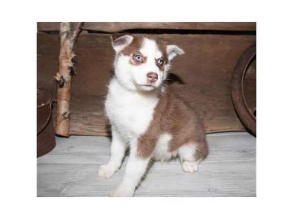 Siberian Husky DOG Male Red / White 1275 Petland Florence, Kentucky