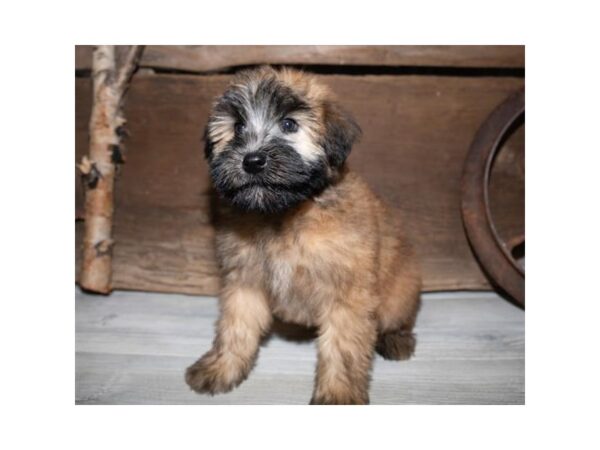 Soft Coated Wheaten Terrier DOG Male Wheaten 1276 Petland Florence, Kentucky