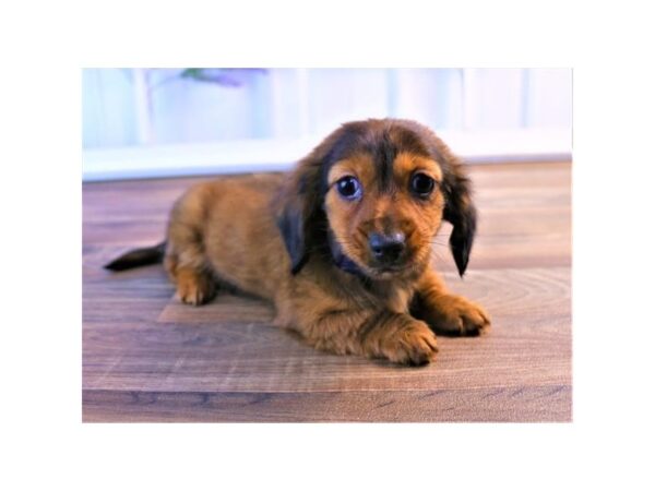 Dachshund DOG Male Wild Boar 1277 Petland Florence, Kentucky