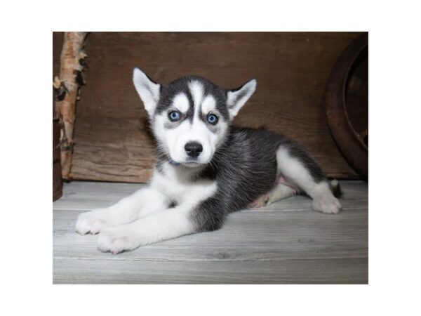 Siberian Husky DOG Female Black / White 1283 Petland Florence, Kentucky