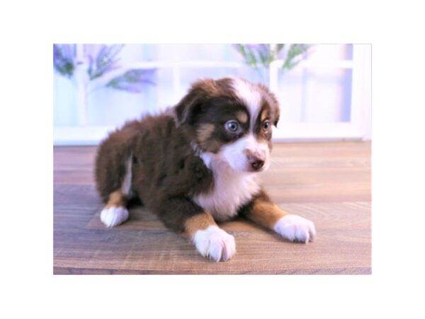 Miniature Australian Shepherd DOG Male Red 1284 Petland Florence, Kentucky