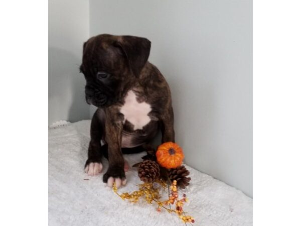 Boxer DOG Male Brindle / White 1286 Petland Florence, Kentucky