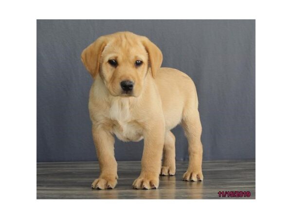 Labrador Retriever DOG Male Yellow 1287 Petland Florence, Kentucky