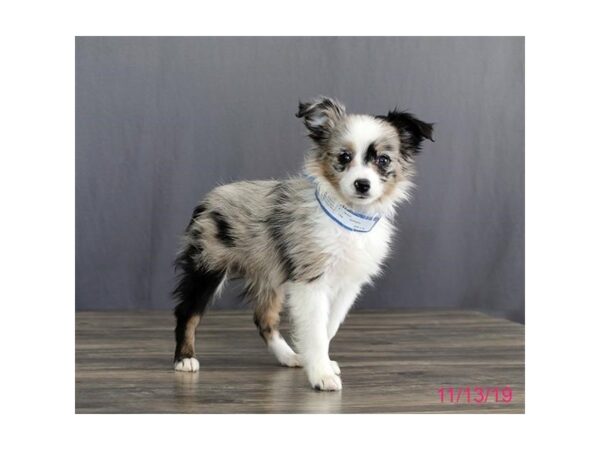 Miniature Australian Shepherd DOG Female Blue Merle 1288 Petland Florence, Kentucky