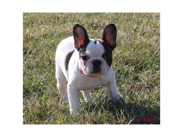 French Bulldog-DOG-Female-White-1289-Petland Florence, Kentucky