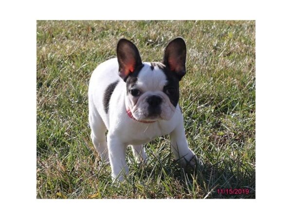 French Bulldog DOG Female White 1289 Petland Florence, Kentucky