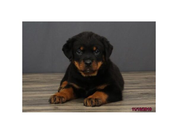 Rottweiler DOG Female Black / Tan 1290 Petland Florence, Kentucky